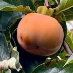 Obstkiste