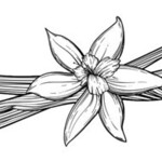 HAYAROMA 